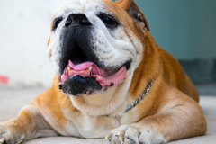 IMG_6915