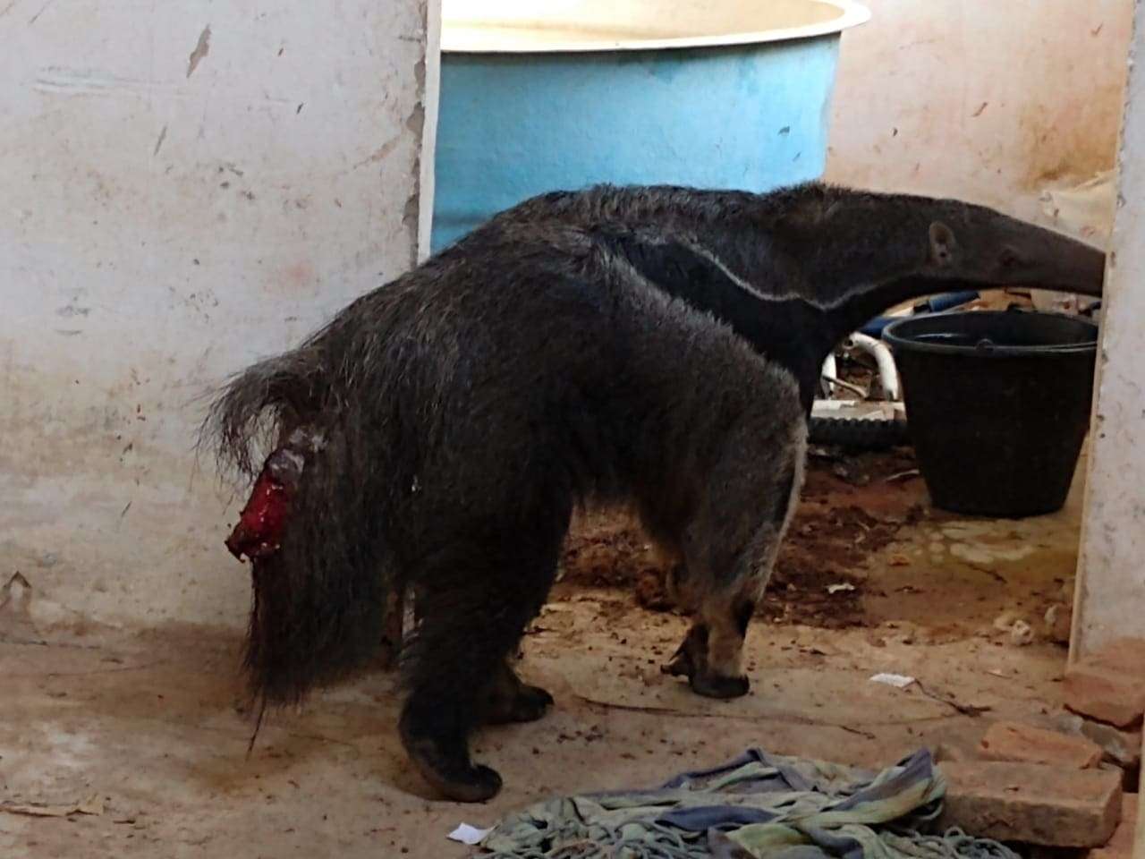 resgate-tamandua-unilavras-12