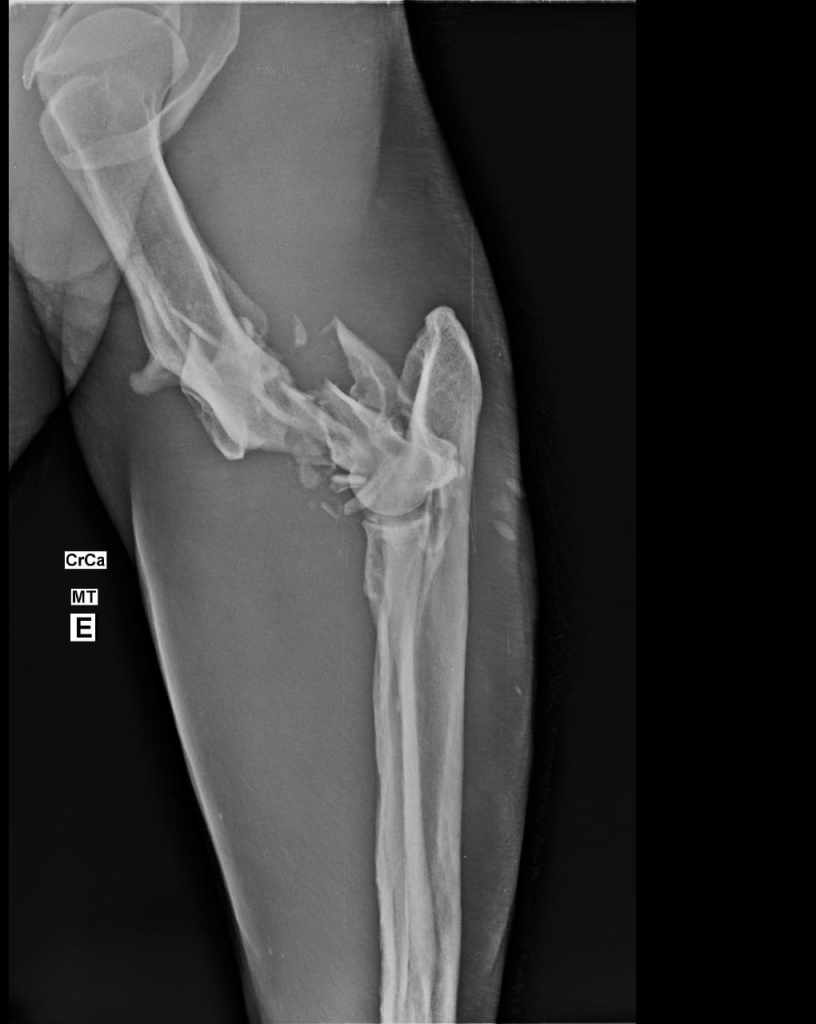 resgate-tamandua-unilavras-5
