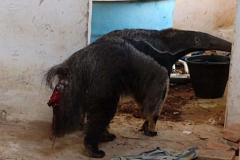 resgate-tamandua-unilavras-12