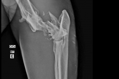 resgate-tamandua-unilavras-5